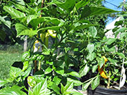 Bhut Jolokia Yellow