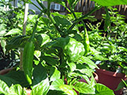 Bhut Jolokia Yellow