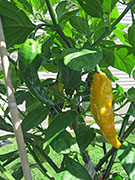 Bhut Jolokia Yellow