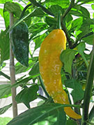 Bhut Jolokia Yellow