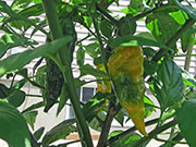 Bhut Jolokia Yellow