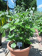 Bhut Jolokia Yellow