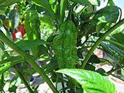 Bhut Jolokia Yellow