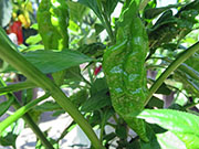 Bhut Jolokia Yellow