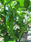 Bhut Jolokia Yellow