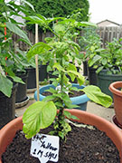 Bhut Jolokia Yellow