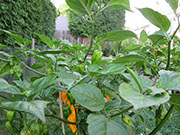 Bhut Jolokia Yellow