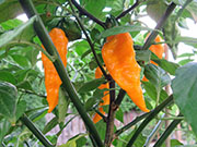 Bhut Jolokia Yellow