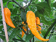 Bhut Jolokia Yellow