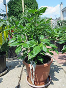 Bhut Jolokia Yellow