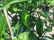 Bhut Jolokia Yellow