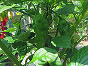 Bhut Jolokia Yellow