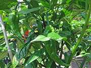 Bhut Jolokia Yellow