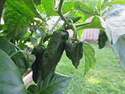 Fatalii Brown