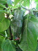 Fatalii Brown