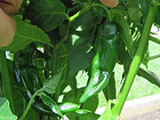 Fatalii Brown