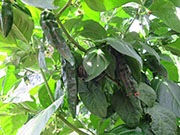 Fatalii Brown