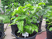 Fatalii Brown