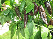 Fatalii Brown