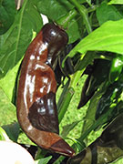 Fatalii Brown