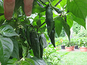 Fatalii Brown