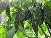 Fatalii Brown