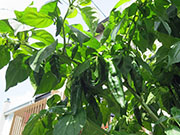 Fatalii Brown