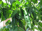 Fatalii Brown