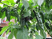 Fatalii Brown