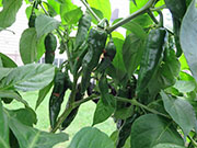 Fatalii Brown