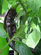 Fatalii Brown