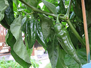 Fatalii Brown