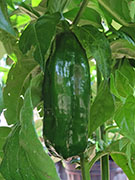 Fatalii Brown