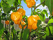 Trinidad Moruga Scorpion Yellow