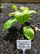 Trinidad Moruga Scorpion Yellow