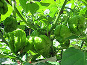 Trinidad Moruga Scorpion Yellow