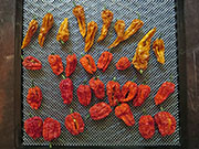 Cliquez pour agrandir Séchage piments