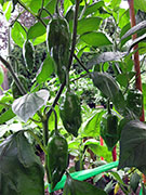 Ají­ Verde