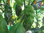 Ají­ Verde