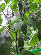 Ají­ Verde