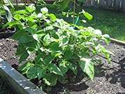 Bhut Jolokia White