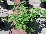 Bhut Jolokia White