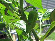 Bhut Jolokia White