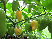 Bhut Jolokia White