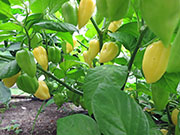 Bhut Jolokia White