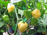 Bhut Jolokia White