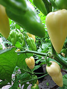 Bhut Jolokia White