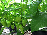 Bhut Jolokia White