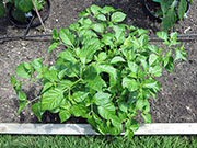 Bhut Jolokia White