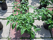 Bhut Jolokia White